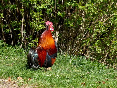 Bild 26 aus  Ferienwohnung Dachsmühle: Natur und Tiere