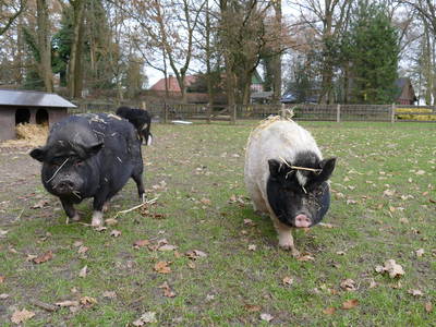 Auf der Streichelwiese
