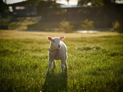 Bild 10 aus  Gut Friederikenhof