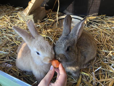 Bild 23 aus  Ferienhof & Campingplatz Schweinmühle
