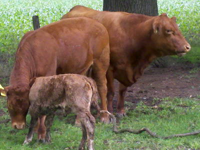 Bild 7 aus  LandSelection Ferienhof Bettmann