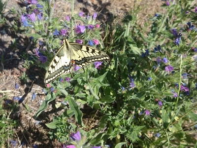Bild 20 aus  Weingut und Gästehaus Kruft-Willems
