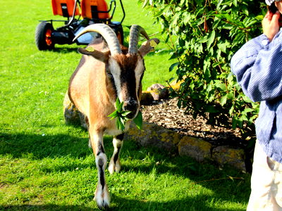 Bild 8 aus Büdl'farm - Der Familien-Erlebnishof