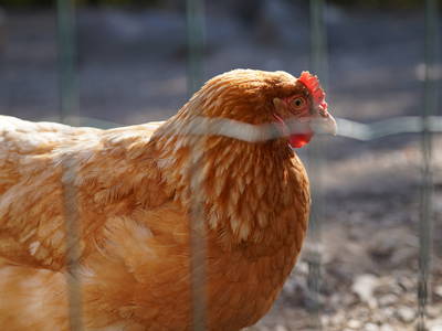 Bild 18 aus  Wiesenberghof