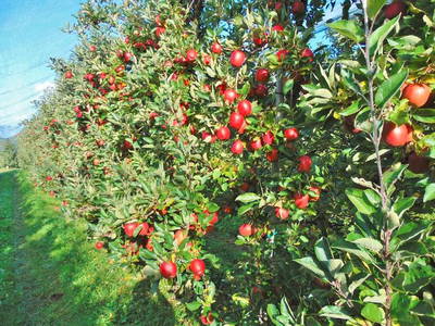 Bild 9 aus  Ferienhaus Ganal