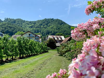 Bild 12 aus  Obst- und Ferienhof Sohm