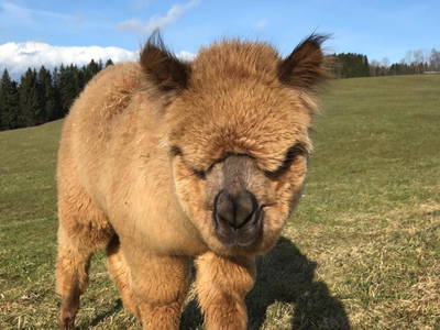 Bild 150 aus  Allgäu Bergferienhof