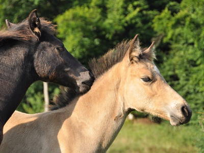Bild 16 aus  LandSelection LANDGUT PFAUENHOF