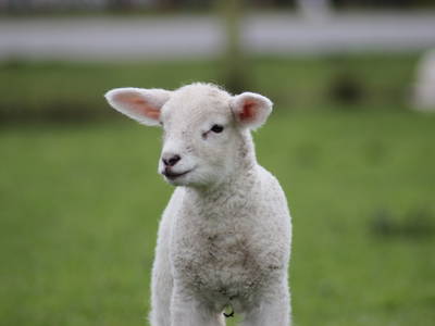 Bild 25 aus  Ferienhof Nordseeblick ****