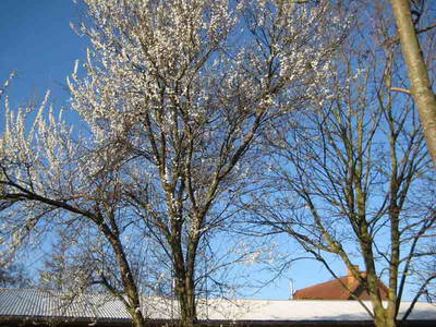 Bild 7 aus  WindWeiteWattenmeer Ferien in Tossens