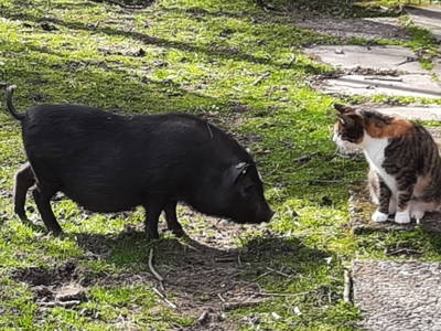 Die Katze Frieda besucht Rudi