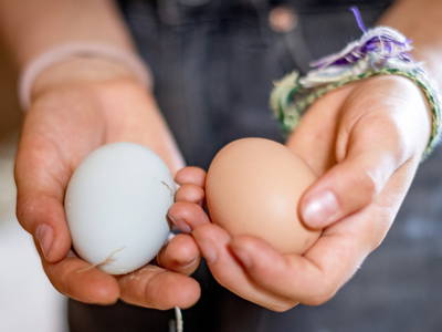 Frische Eier holen wir direkt im Hühnerstall