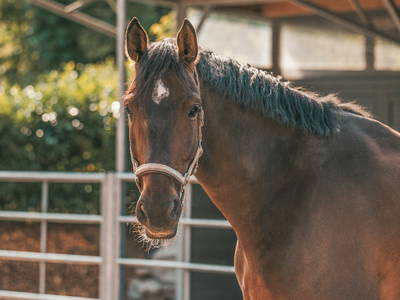 Bild 6 aus  Ferienbauernhof Lafrenz