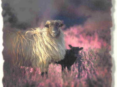 Bild 9 aus  Hof Höpen