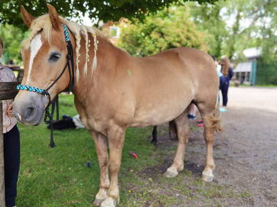 Bild 5 aus  Ferienhof-Marx