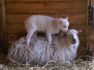 Bild 14 aus  Erlenhof im Oderbruch - Rund ums Schaf
