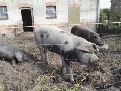 Bild 32 aus  Grenzer Ökohof