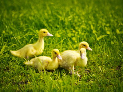 Bild 31 aus  Ferienhof Ebsen