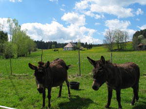 Bild 14 aus  Landhaus Rombach
