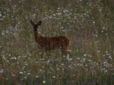 Reh bei Abenddämmerung in der Blumenwiese neben dem Adlerhorst-Hunsrück.