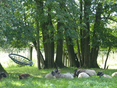 Bild 35 aus  Grenzer Ökohof