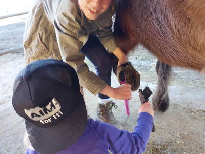 mithelfen beim Hufe auskratzen