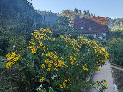 Bild 18 aus  Hanselishof