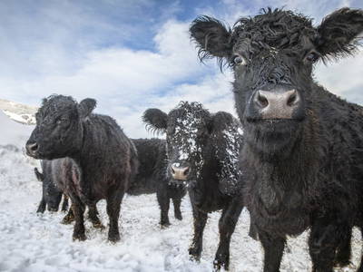 Bild 124 aus  Brennergut