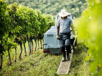 Bild 34 aus  Weingut - Gästehaus zum Seeblick Familie Sattler