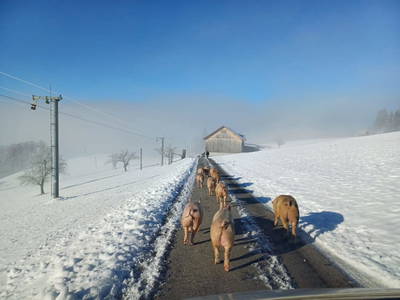 Bild 39 aus  Blickfang Bregenzerwald