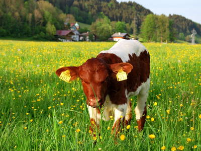 Bild 38 aus  Hinkerhof