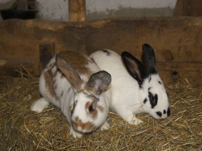 Bild 82 aus  Aparthotel & Restaurant Ederhof