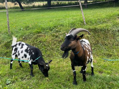 Bild 20 aus  Ferienhaus Klampfl