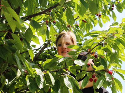 Bild 77 aus  Postl's Hirschbirnhof