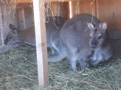 Bild 67 aus  Weißsteinalm