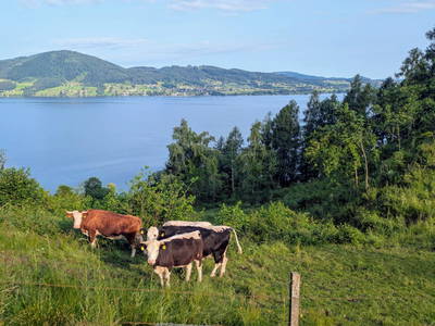 Bild 66 aus   Bachbauer am Attersee