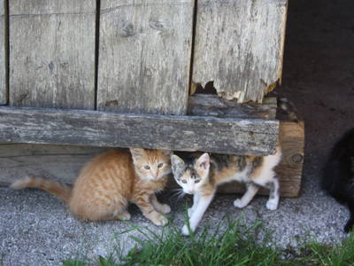 Bild 25 aus  Ferienhof Mittermair