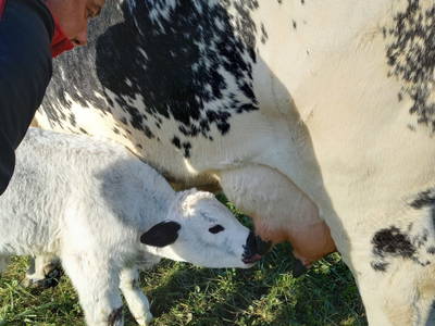 Bild 14 aus  Pircherhof - Adults Only am Biobauernhof