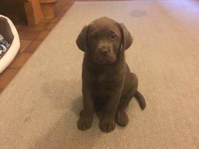 Bild 76 aus  Kollehof