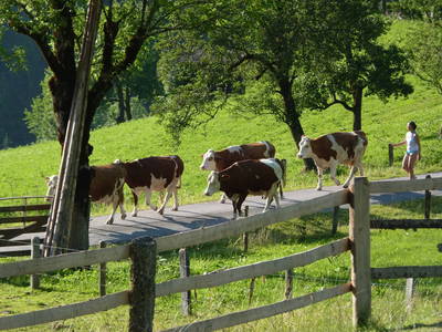 Bild 62 aus  Biobauernhof Windbachgut - Privatzimmer