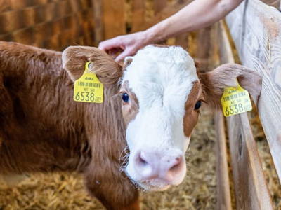 Bild 179 aus  Hagerhof