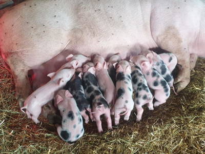 Bild 36 aus  Pürcherhof