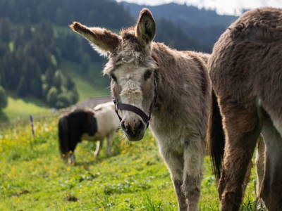 Bild 14 aus  Göttfriedbauer
