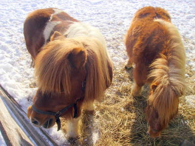 Bild 12 aus  Obermayrgut