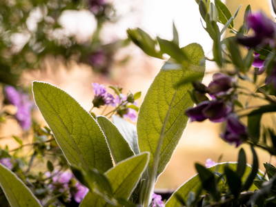 Bild 18 aus  LandSelection Weingut "IL PALAGIO"