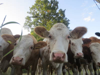 unsere neugierigen Rinder