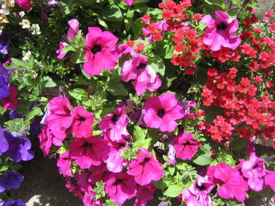 Bild 13 aus  Willi's Bauernhof