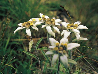 Bild 77 aus  Taxengut