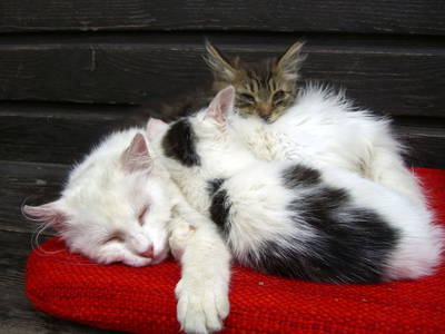 Bild 76 aus  Stembergerhof