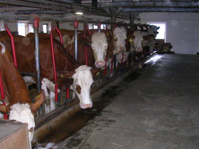 Bild 103 aus  Naglbauer